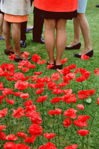 Vin d'honneur dans les coquelicots