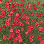 Coquelicots et pelouse