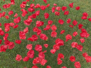 Coquelicots et pelouse