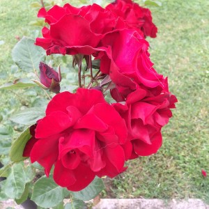 Roses rouges